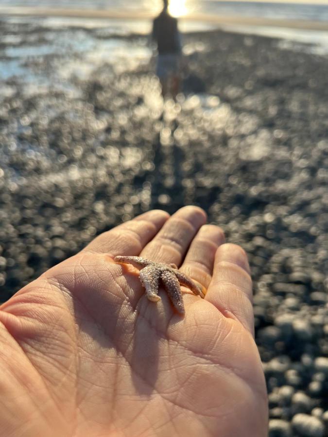 Les Petites Canailles Rooftop Cayeux-sur-Mer Exteriör bild